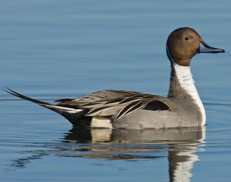 Image of Northern Pintail