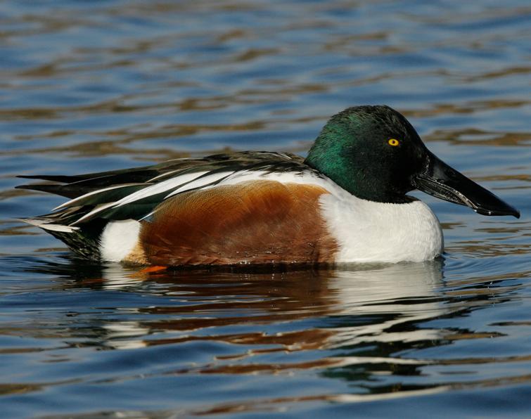 Image of Northern Shoveler