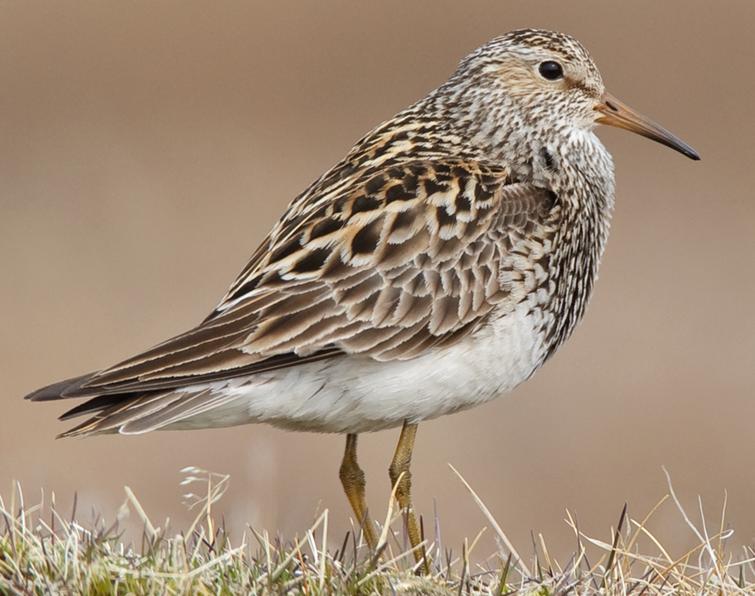 Image of Pectoral Sandpiper