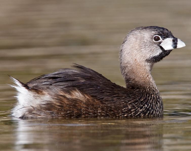 Image of Pied-billed Grebe