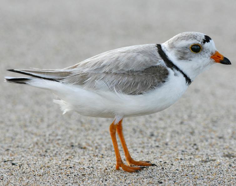 Image of Piping Plover