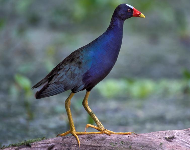 Image of Purple Gallinule