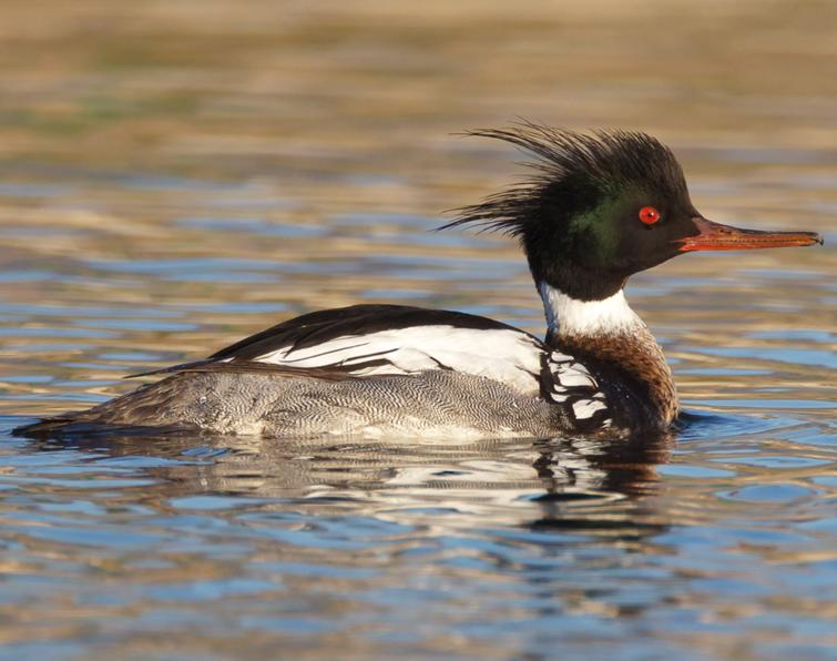 Image of Red-breasted Merganser