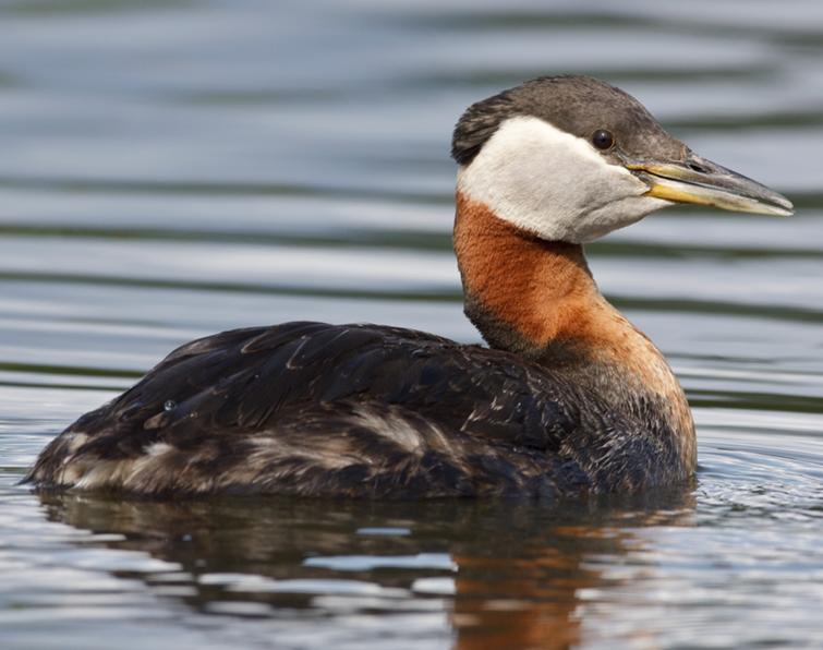 Image of Red-necked Grebe