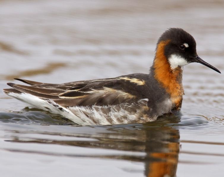 Image of Red-necked Phalarope