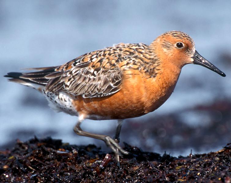 Image of Red Knot