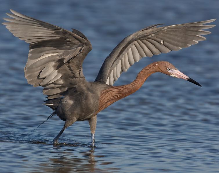 Image of Reddish Egret