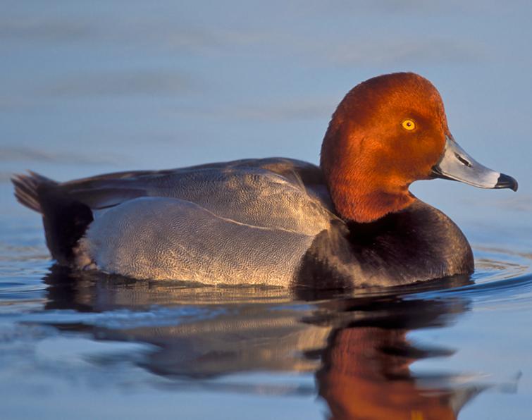 Image of Redhead