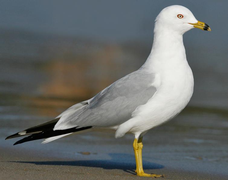 Image of Ring-billed Gull