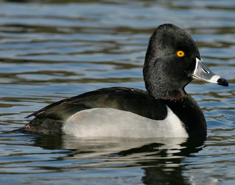 Image of Ring-necked Duck