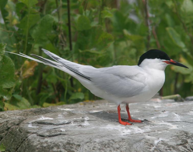 Image of Roseate Tern