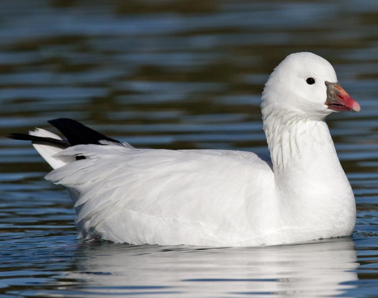 Image of Ross's Goose