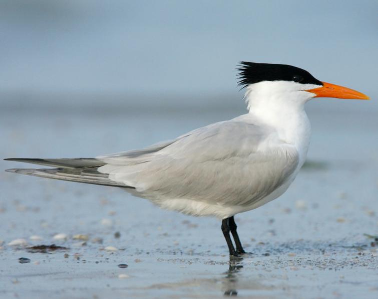 Image of Royal Tern