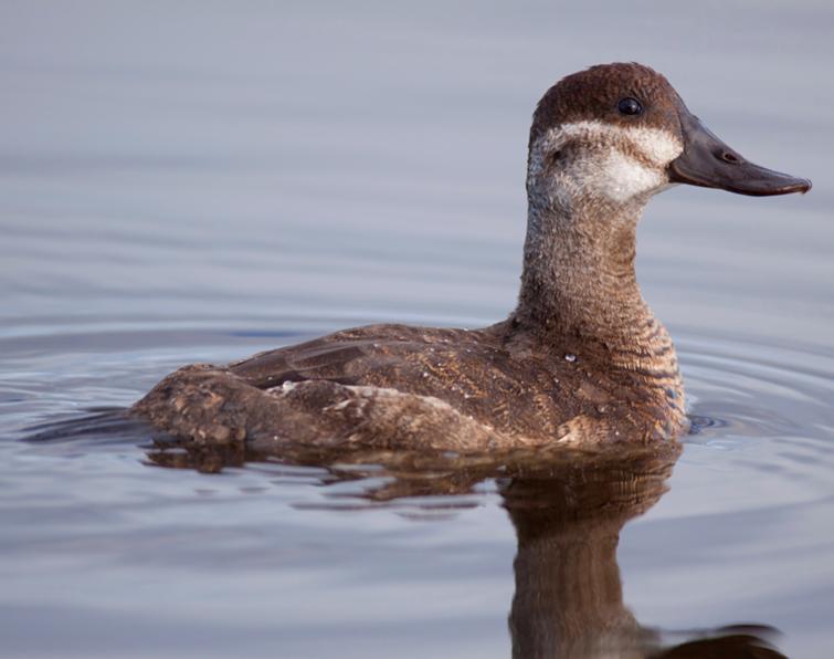 Image of Ruddy Duck