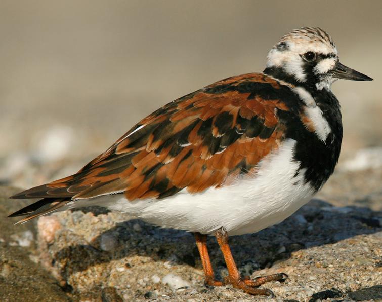 Image of Ruddy Turnstone