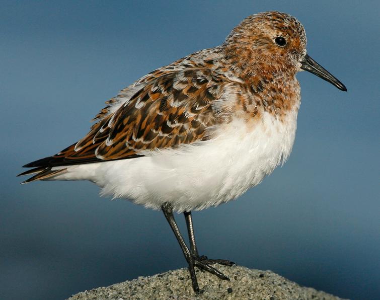 Image of Sanderling