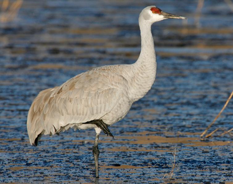 Image of Sandhill Crane