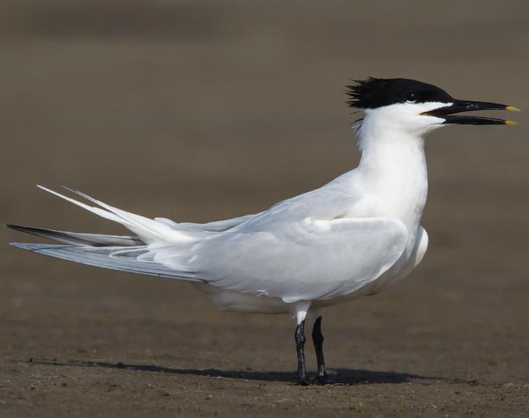 Image of Sandwich Tern