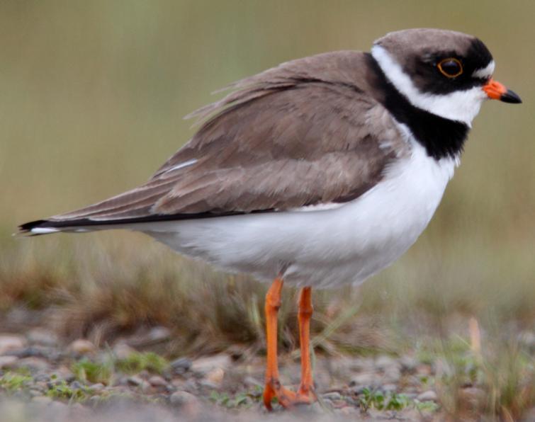 Image of Semipalmated Plover