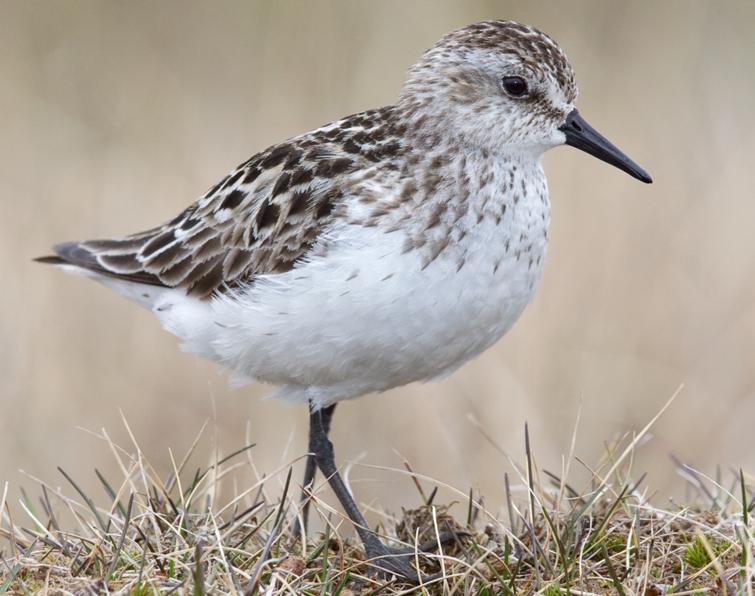 Image of Semipalmated Sandpiper