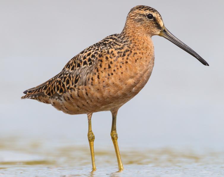 Image of Short-billed Dowitcher