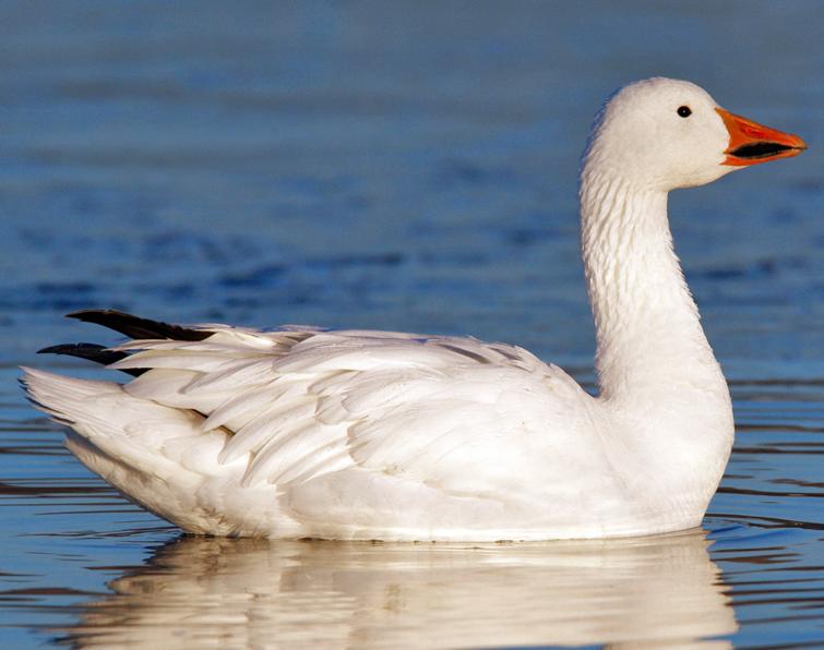 Image of Snow Goose