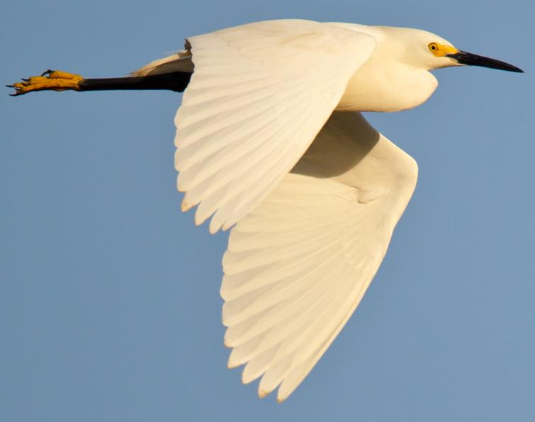 Image of Snowy Egret