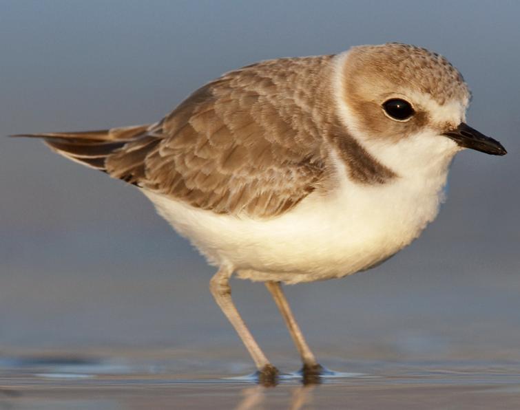 Image of Snowy Plover