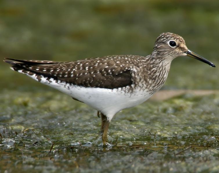 Image of Solitary Sandpiper