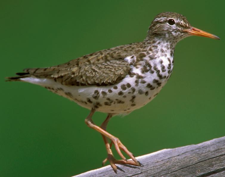 Image of Spotted Sandpiper