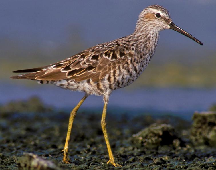 Image of Stilt Sandpiper