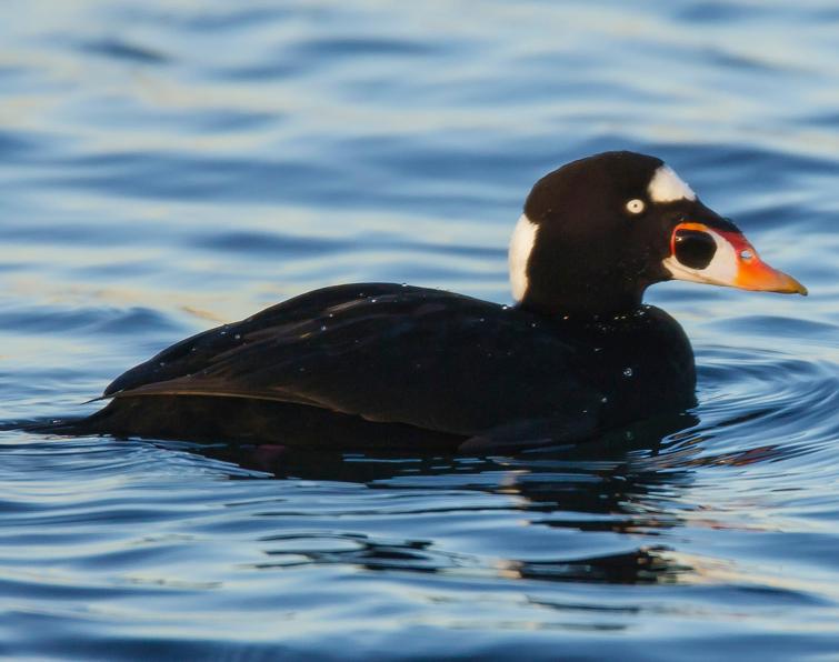 Image of Surf Scoter