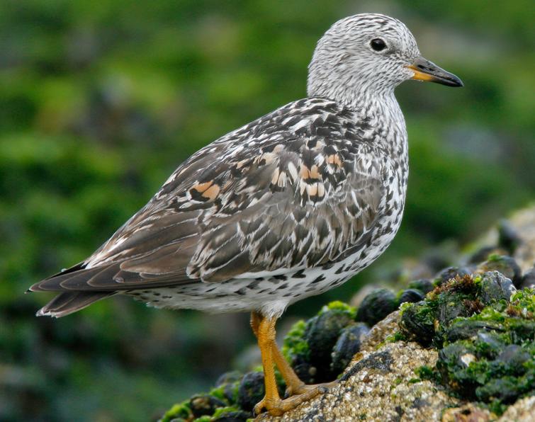 Image of Surfbird