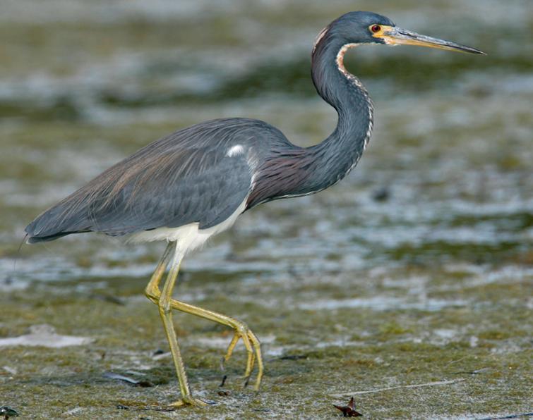 Image of Tricolored Heron