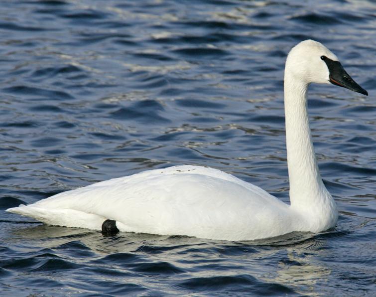 Image of Trumpeter Swan