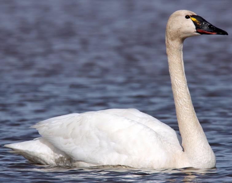 Image of Tundra Swan