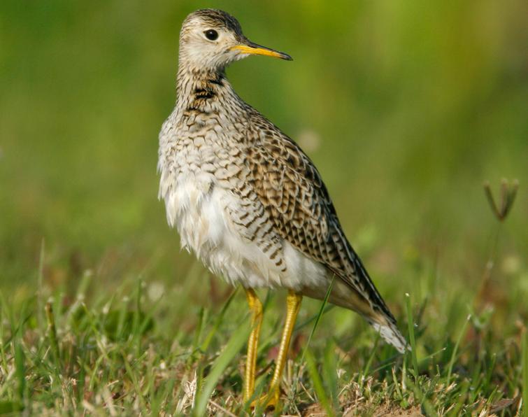 Image of Upland Sandpiper