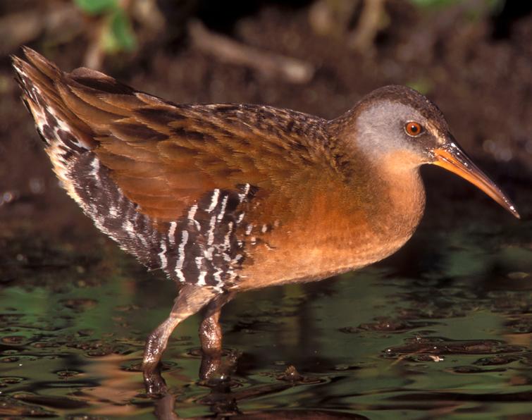 Image of Virginia Rail