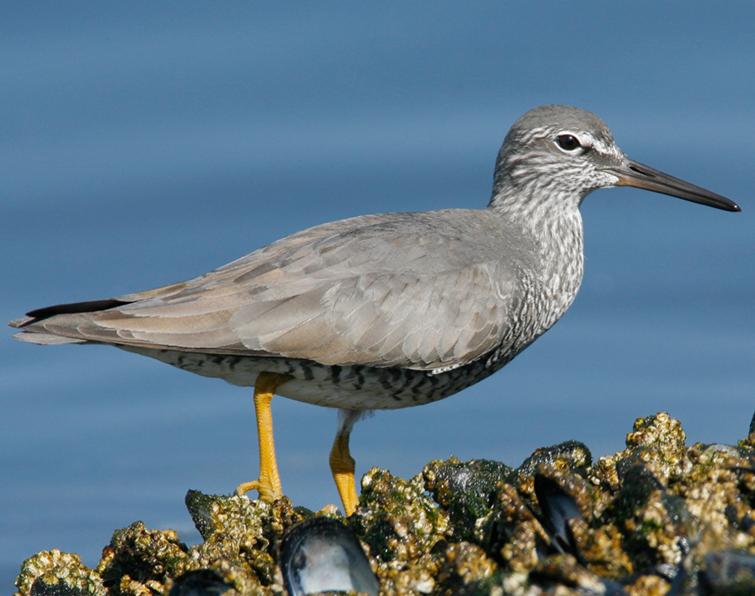 Image of Wandering Tattler