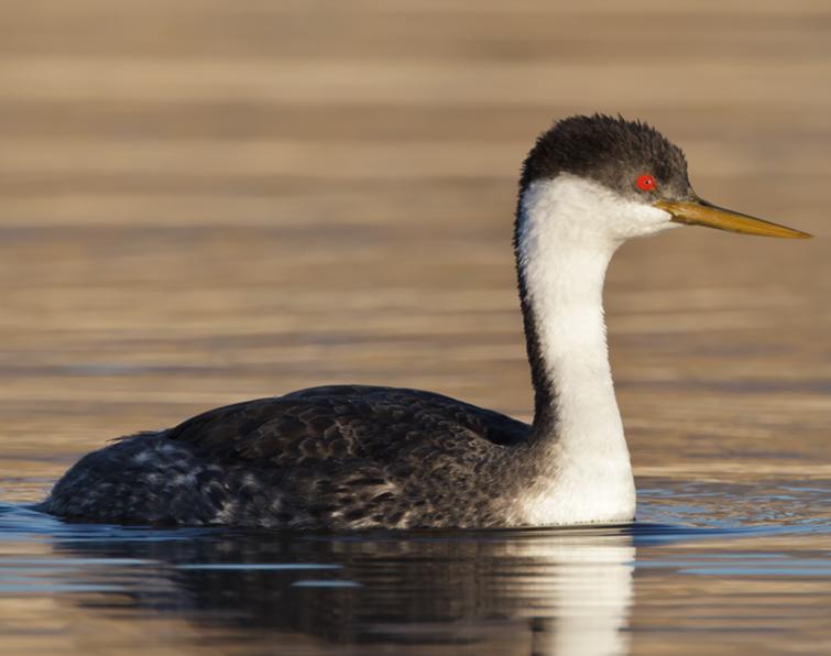 Image of Western Grebe