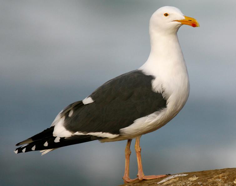 Image of Western Gull