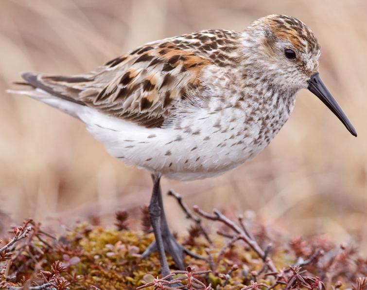 Image of Western Sandpiper