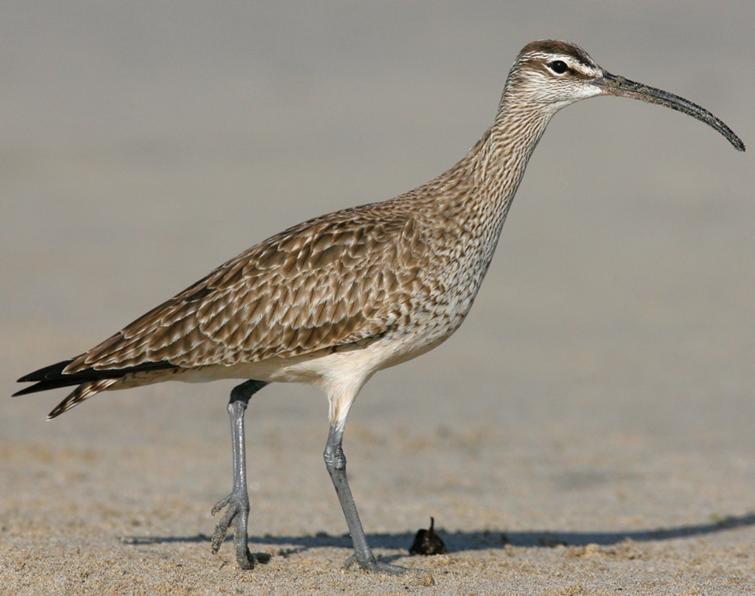 Image of Whimbrel