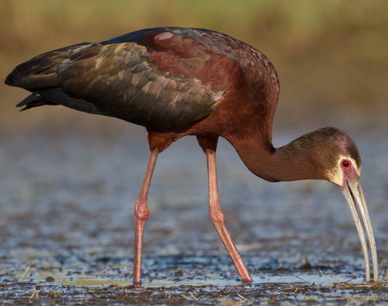 Image of White-faced Ibis