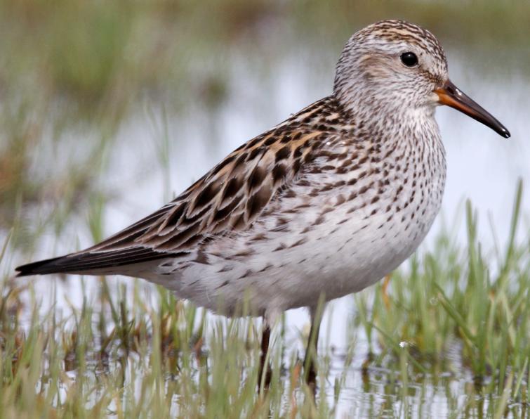 Image of White-rumped Sandpiper