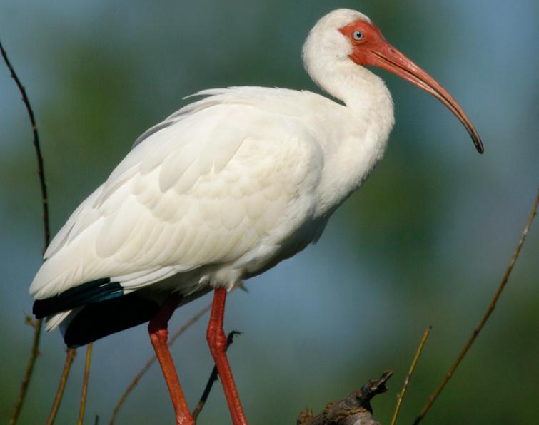 Image of White Ibis