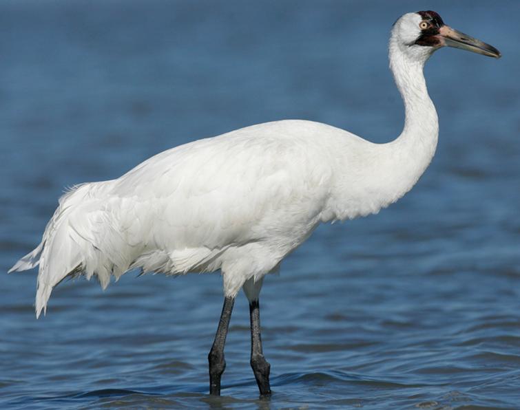 Image of Whooping Crane