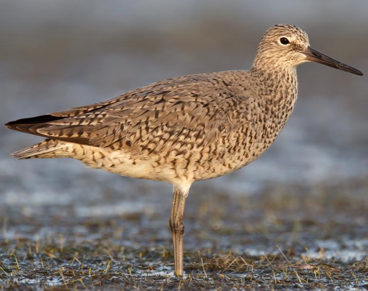 Image of Willet