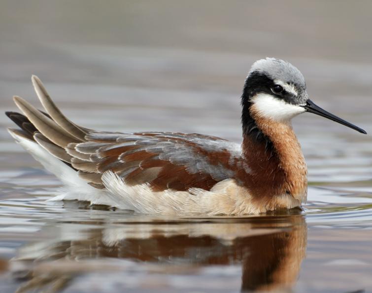 Image of Wilson's Phalarope