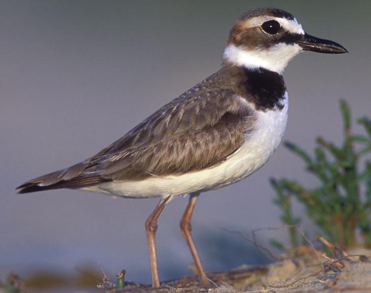 Image of Wilson's Plover